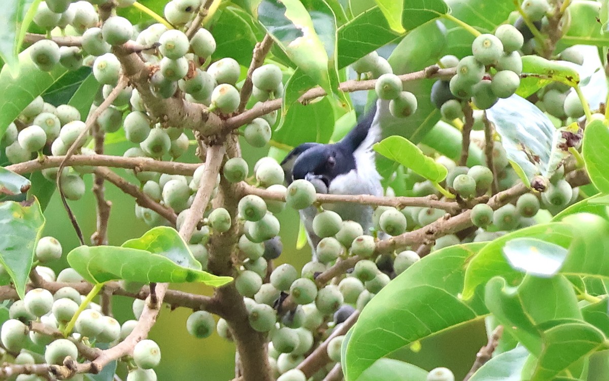 Bicolored Flowerpecker - ML636543876