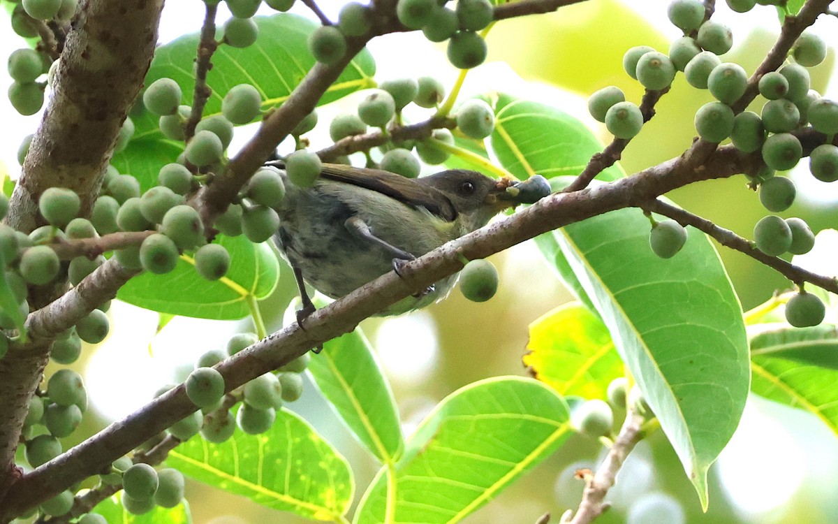 Bicolored Flowerpecker - ML636543877