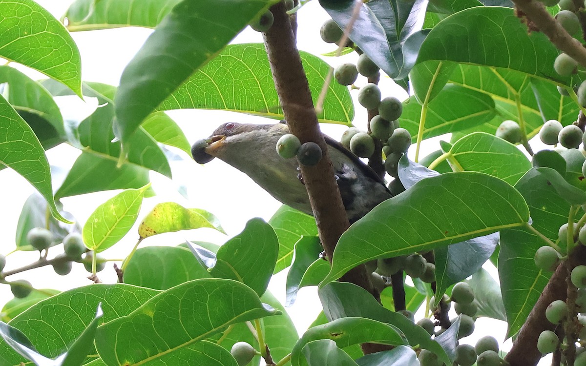 Bicolored Flowerpecker - ML636543878