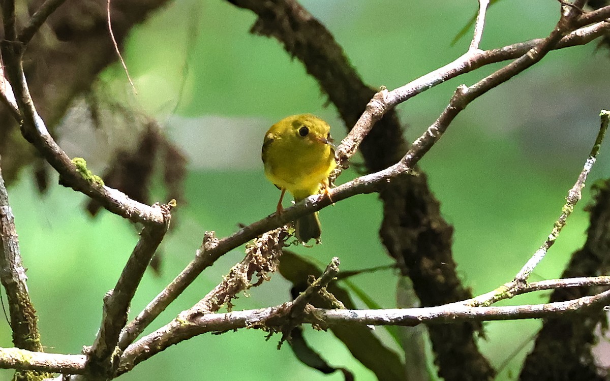Citrine Canary-Flycatcher - ML636543978