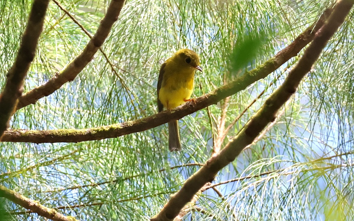 Citrine Canary-Flycatcher - ML636543979