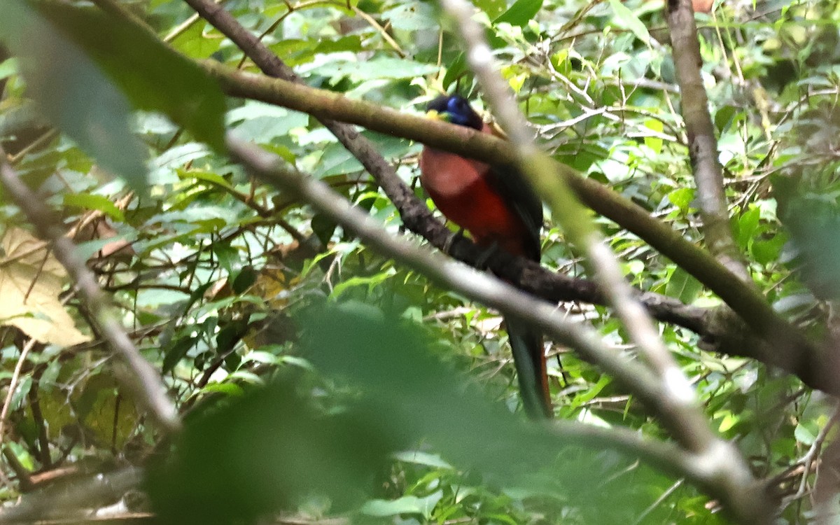 Philippine Trogon - ML636544006