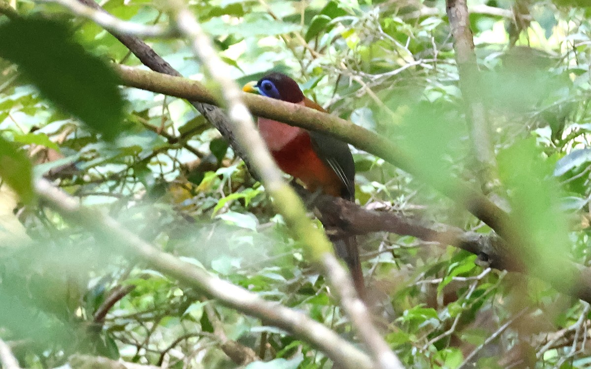 Philippine Trogon - ML636544007