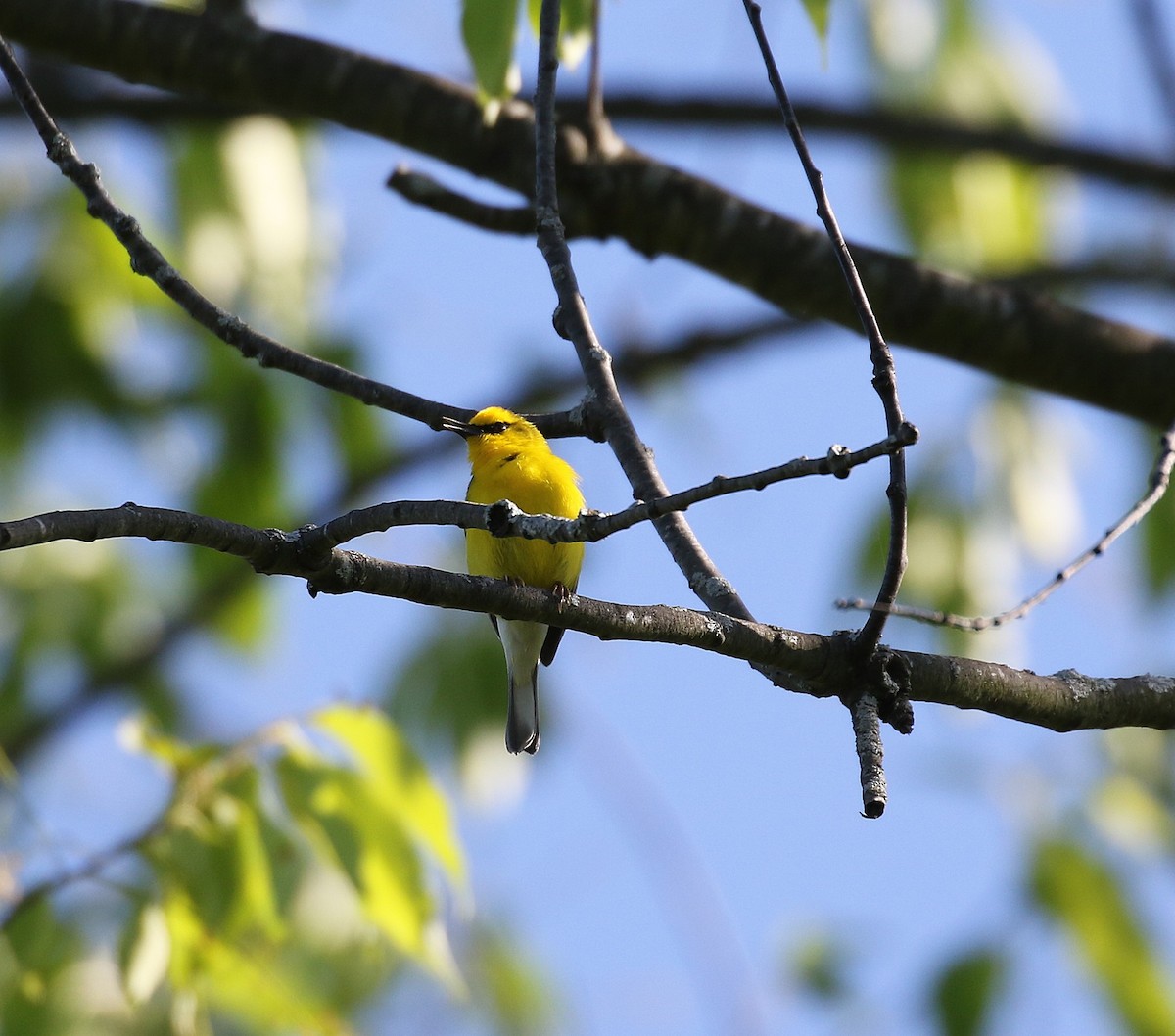 Blue-winged Warbler - ML636544008