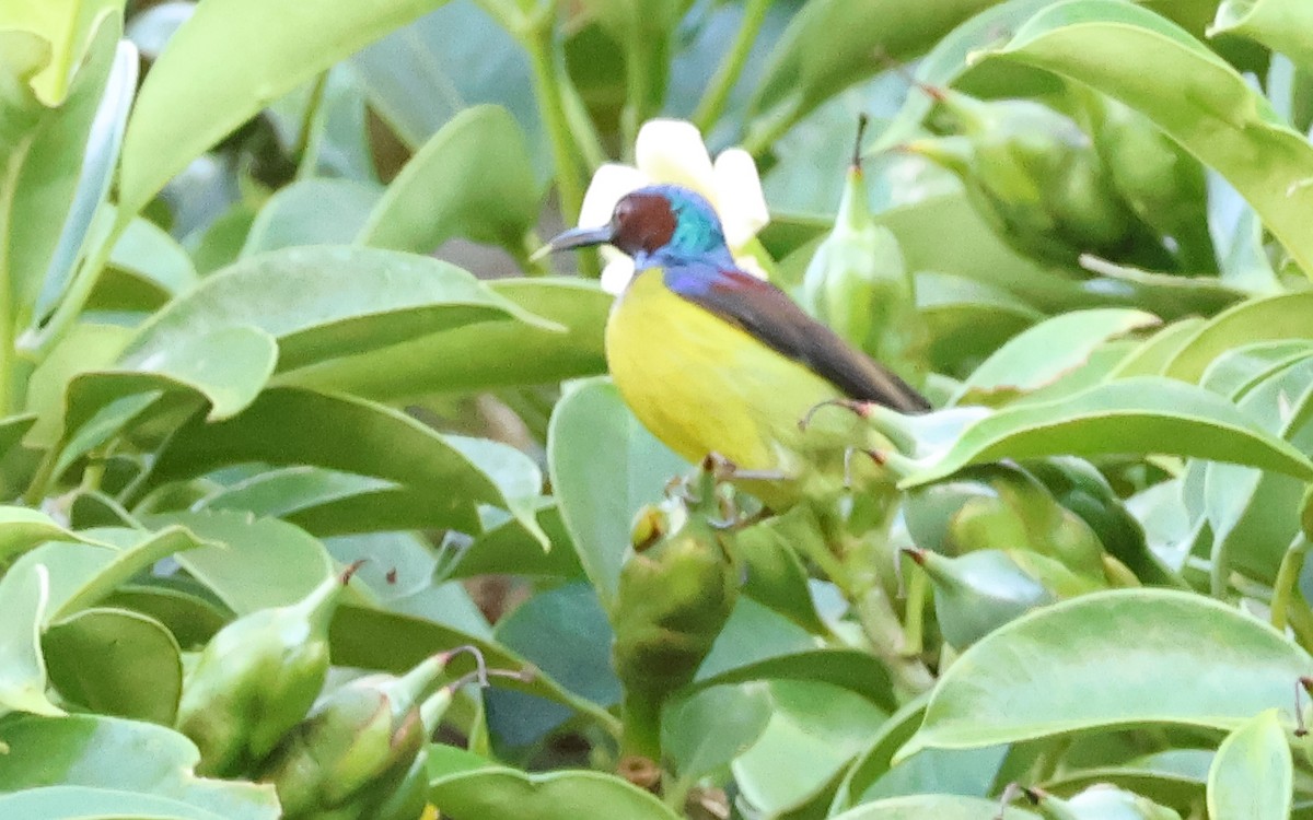 Gray-throated Sunbird - ML636544010