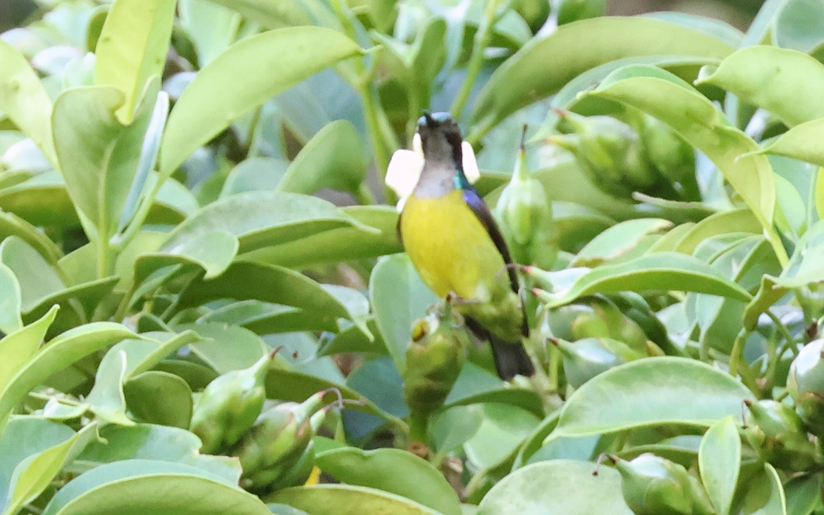 Gray-throated Sunbird - ML636544011