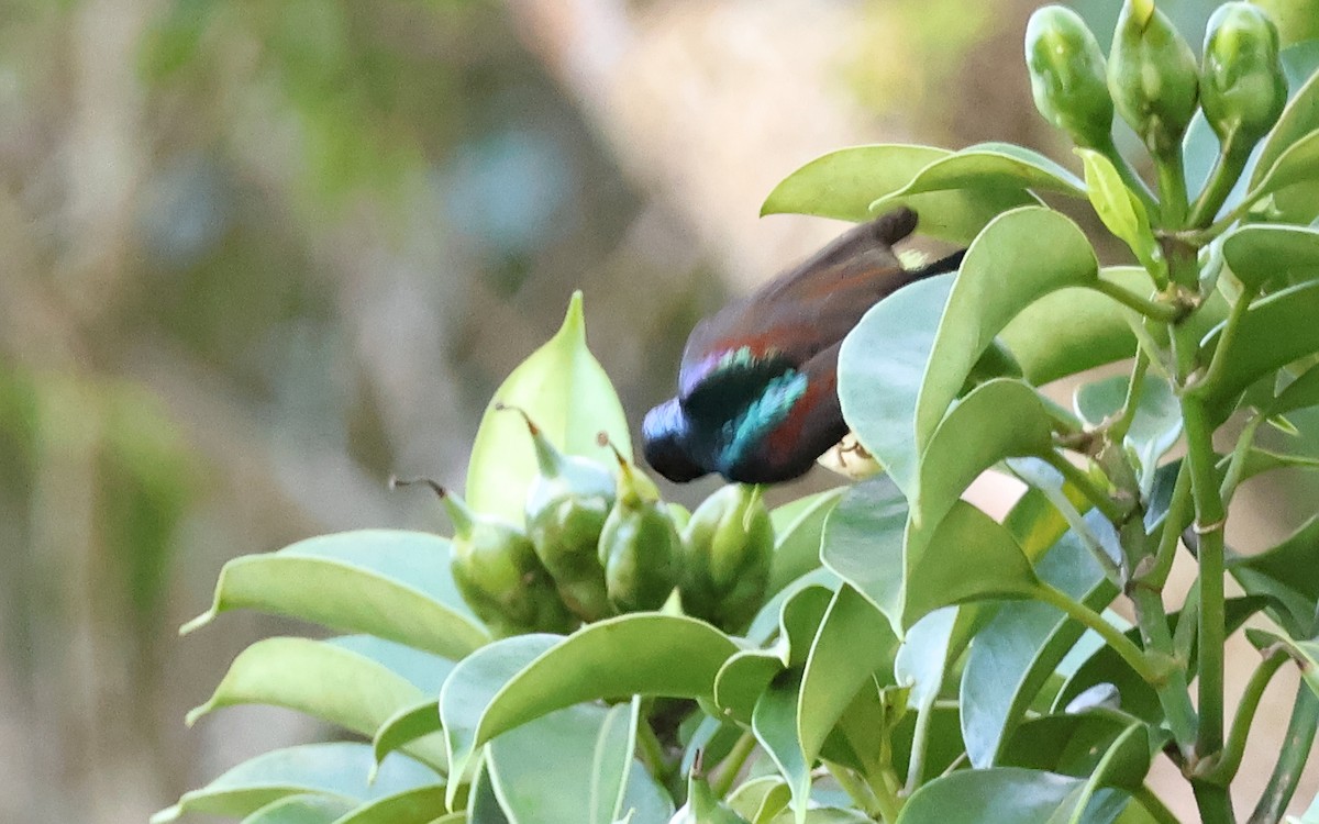 Gray-throated Sunbird - ML636544012