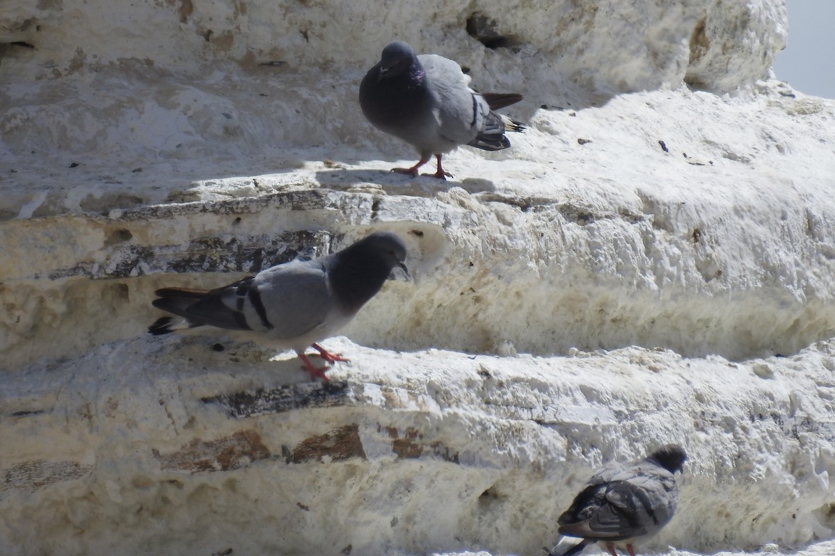 Pigeon des rochers - ML636544014