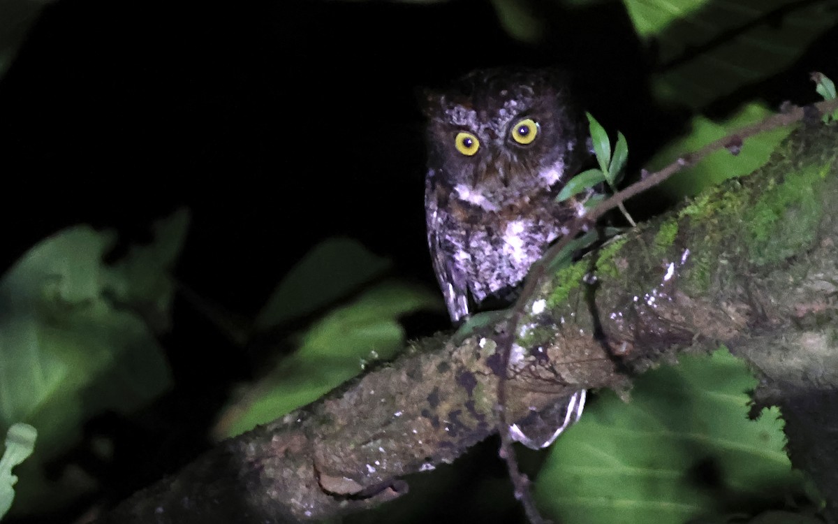 Luzon Scops-Owl - ML636544020