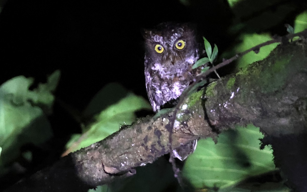 Luzon Scops-Owl - ML636544021