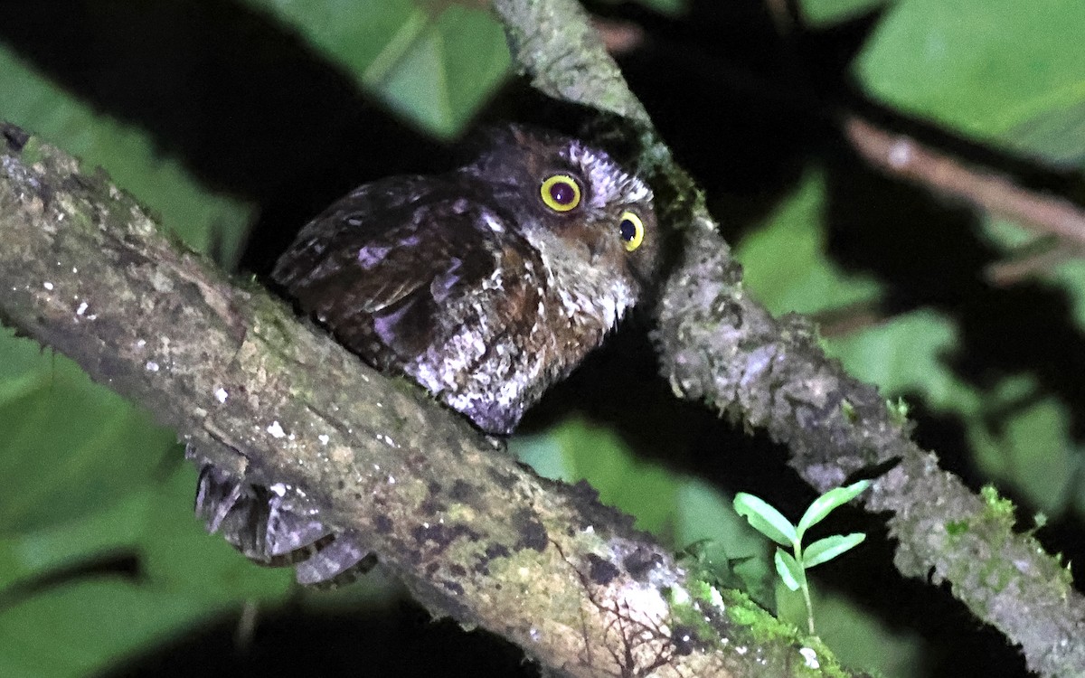 Luzon Scops-Owl - ML636544022