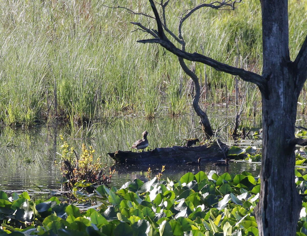 Hooded Merganser - ML636544026