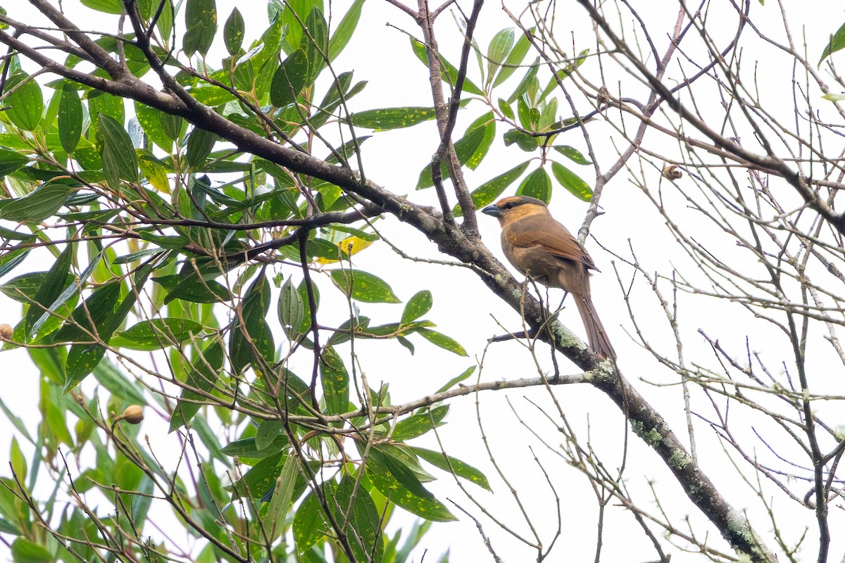 Brown Tanager - ML636544047