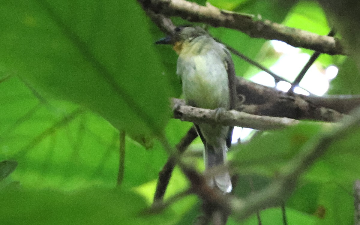Calabarzon Babbler - ML636544056