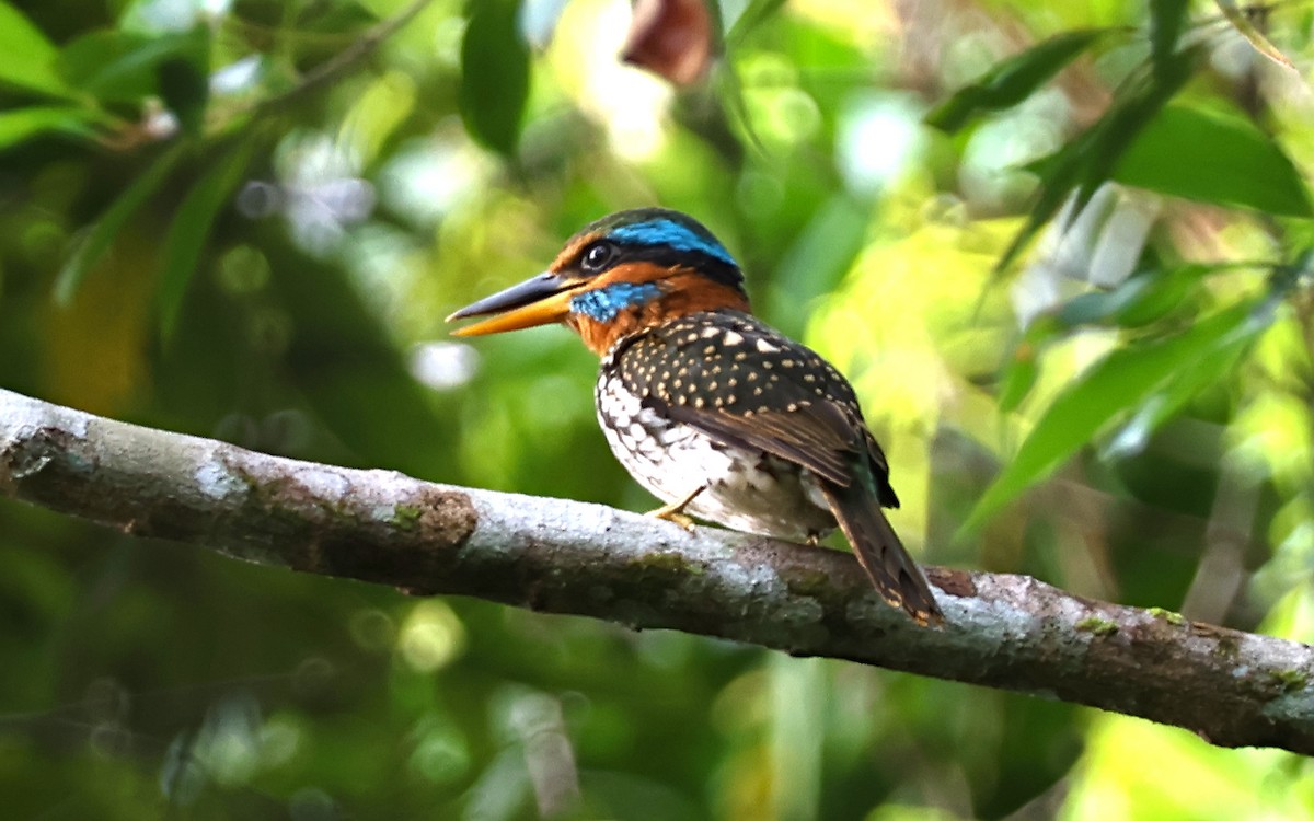 Spotted Kingfisher - ML636544060