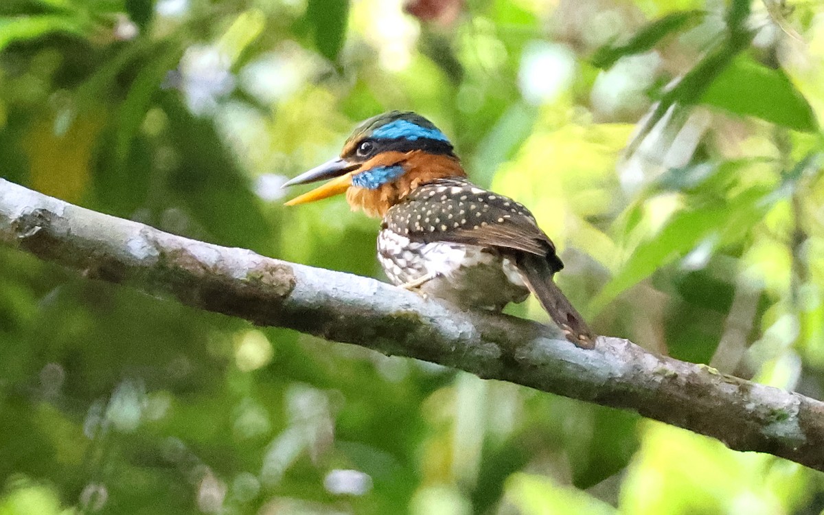 Spotted Kingfisher - ML636544061
