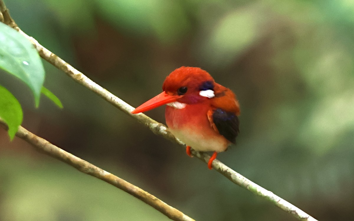 Philippine Dwarf-Kingfisher - ML636544093