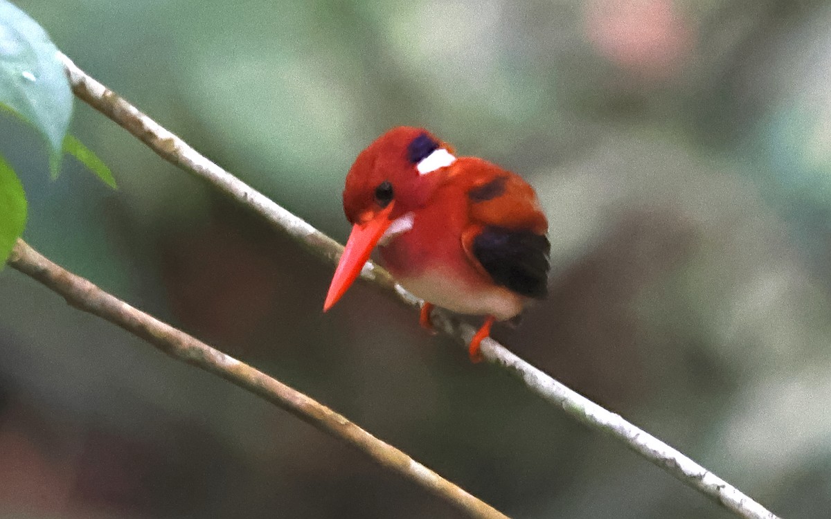 Philippine Dwarf-Kingfisher - ML636544094