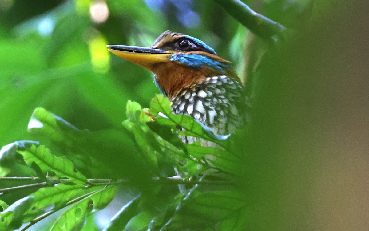 Spotted Kingfisher - ML636544178