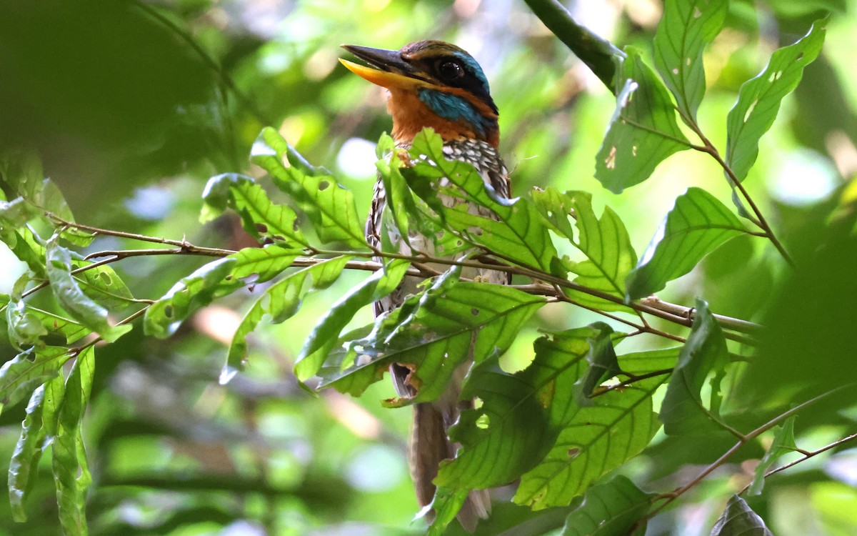 Spotted Kingfisher - ML636544179