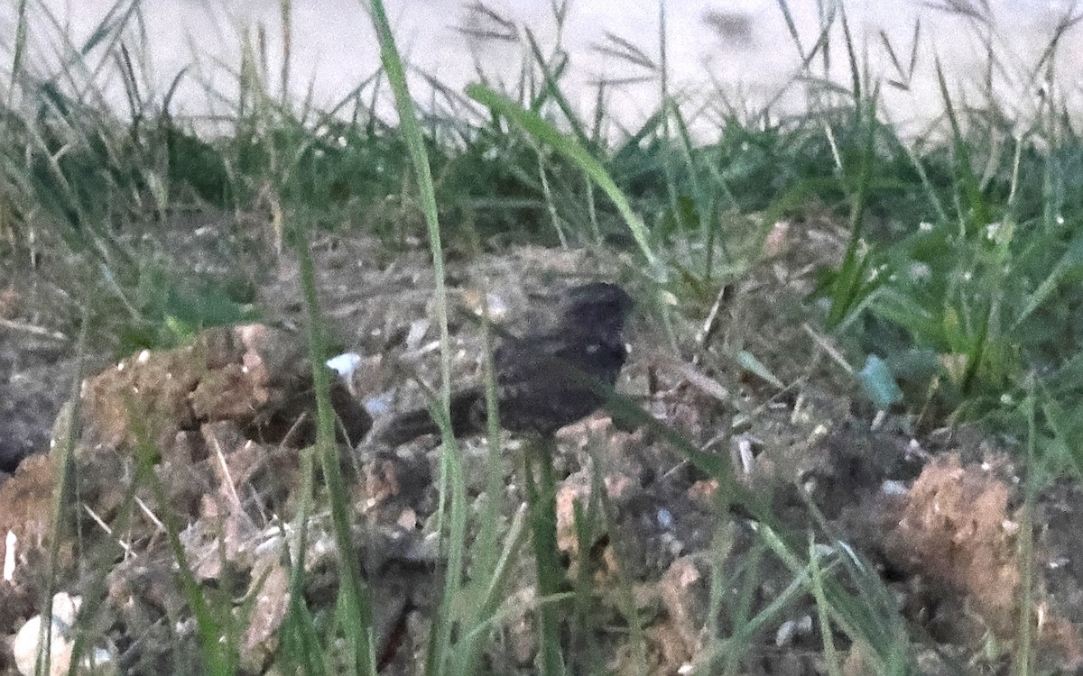 Chirruping Nightjar - ML636544245