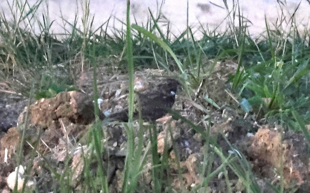 Chirruping Nightjar - ML636544246