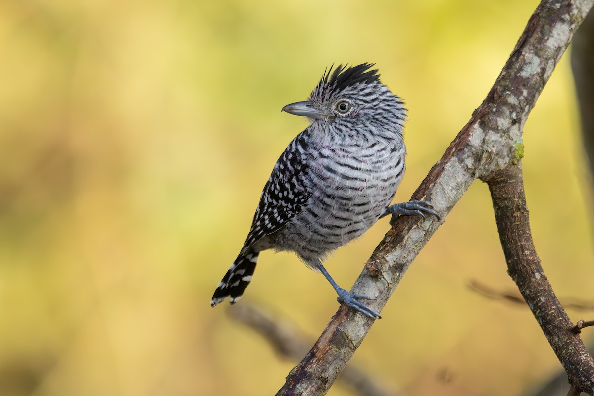 Barred Antshrike - ML636544248
