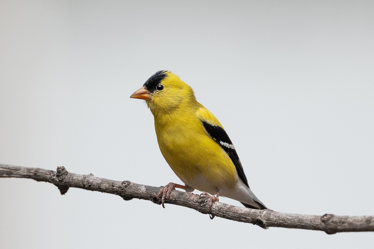 American Goldfinch - ML636544281