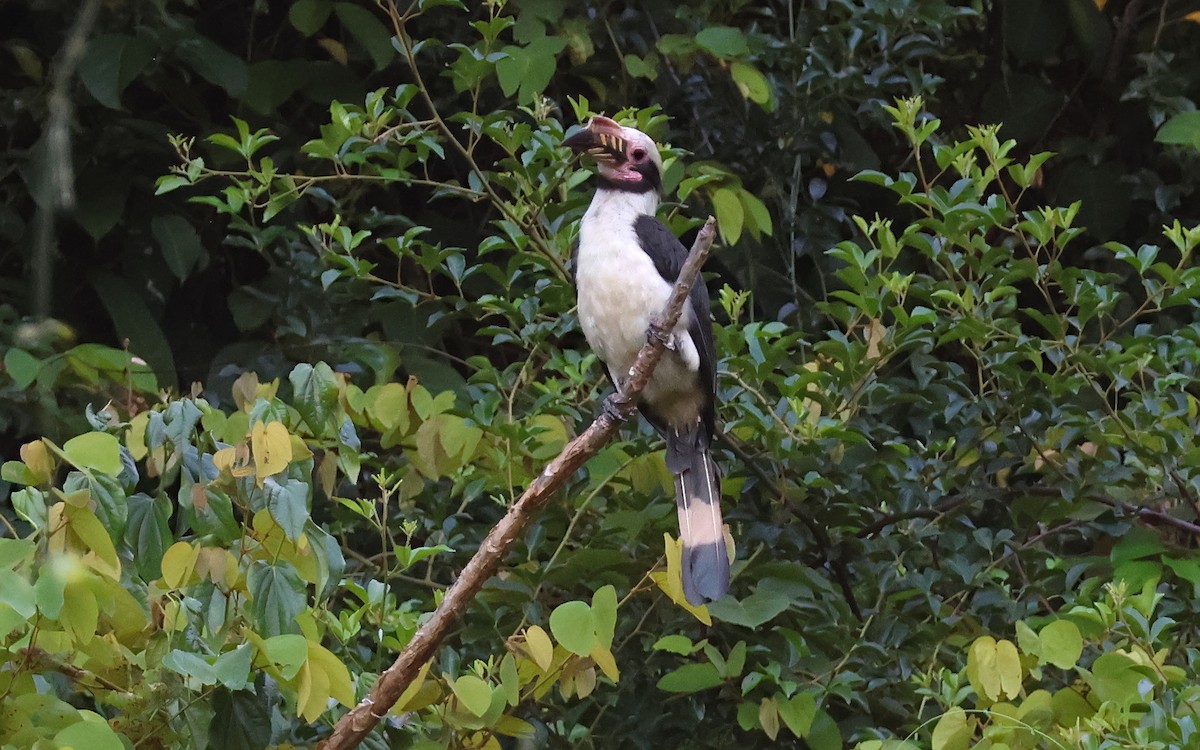 Luzon Hornbill - ML636544284