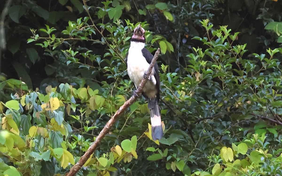 Luzon Hornbill - ML636544285