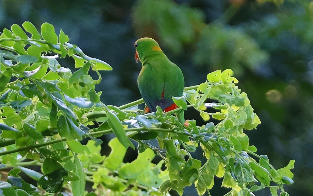 Philippine Hanging-Parrot - ML636544292