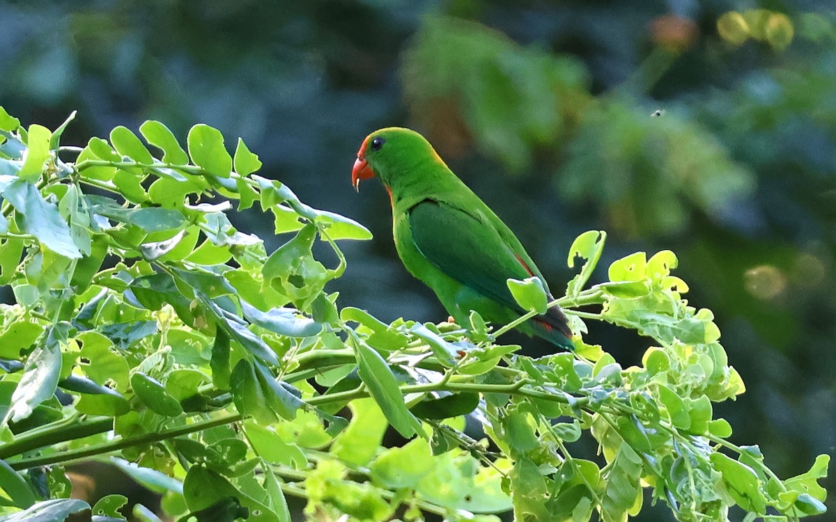 Philippine Hanging-Parrot - ML636544293