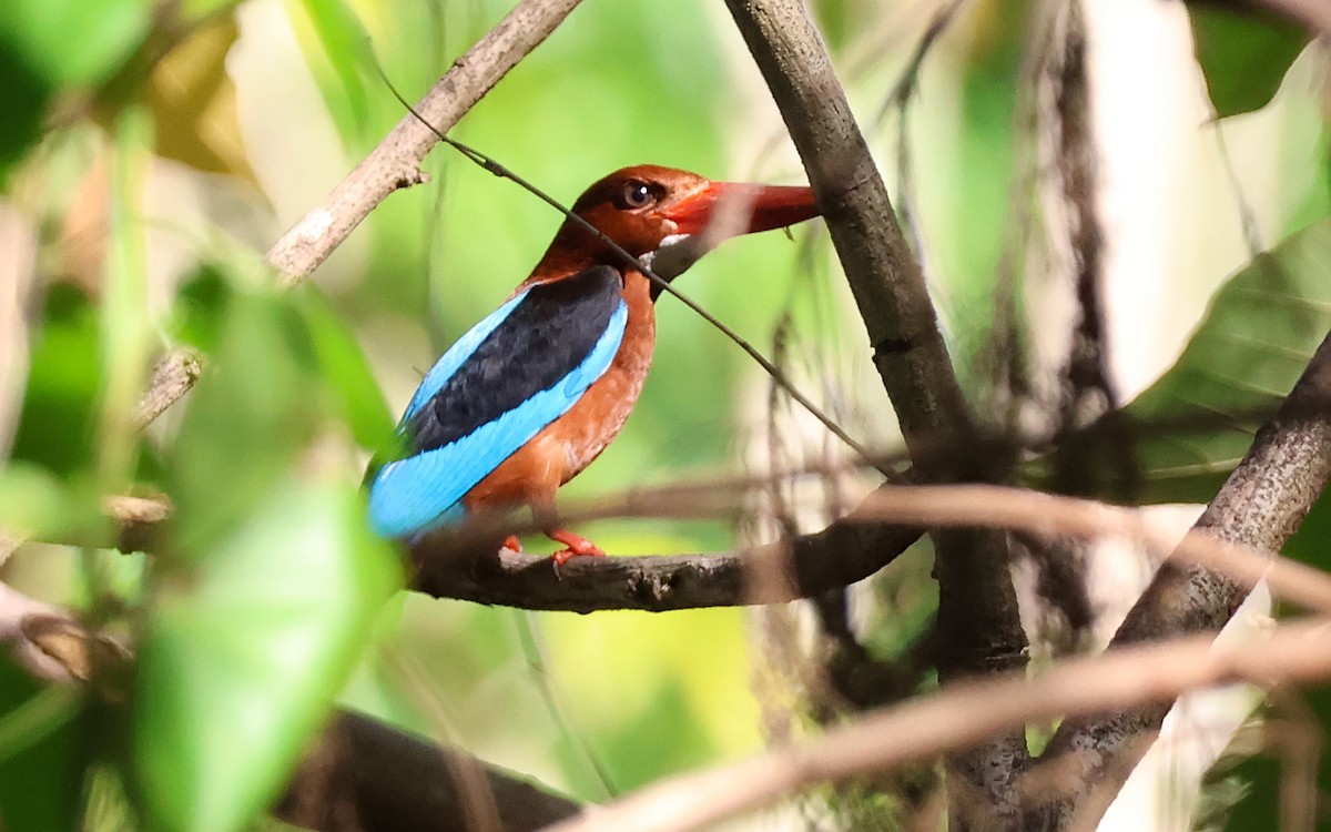 Brown-breasted Kingfisher - ML636544298