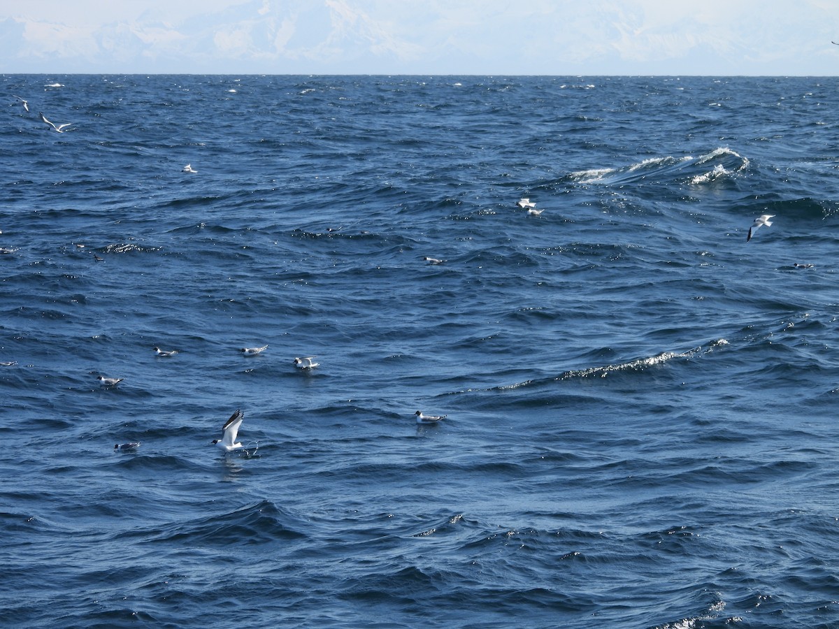 Sabine's Gull - ML636544319