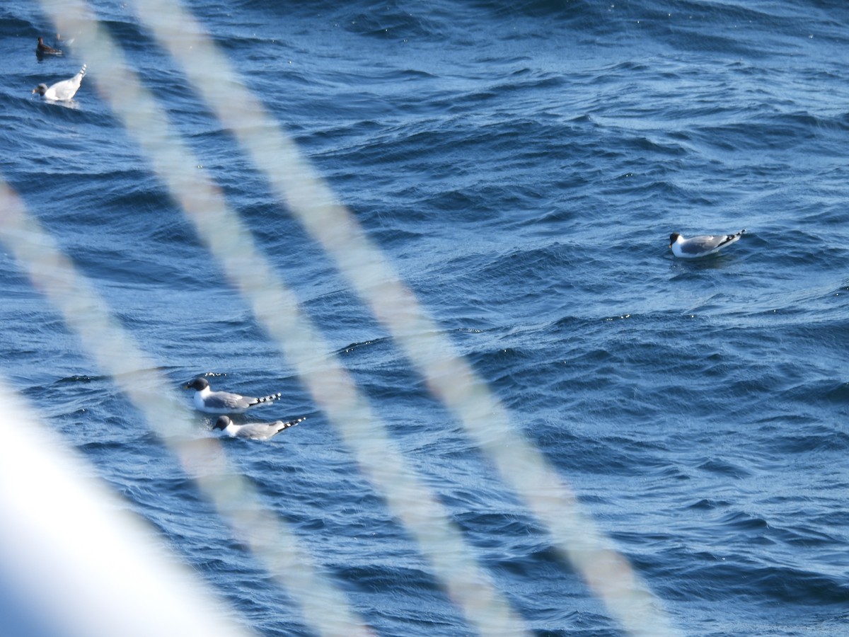 Sabine's Gull - ML636544337