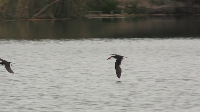 クロハサミアジサシ（niger） - ML636544400