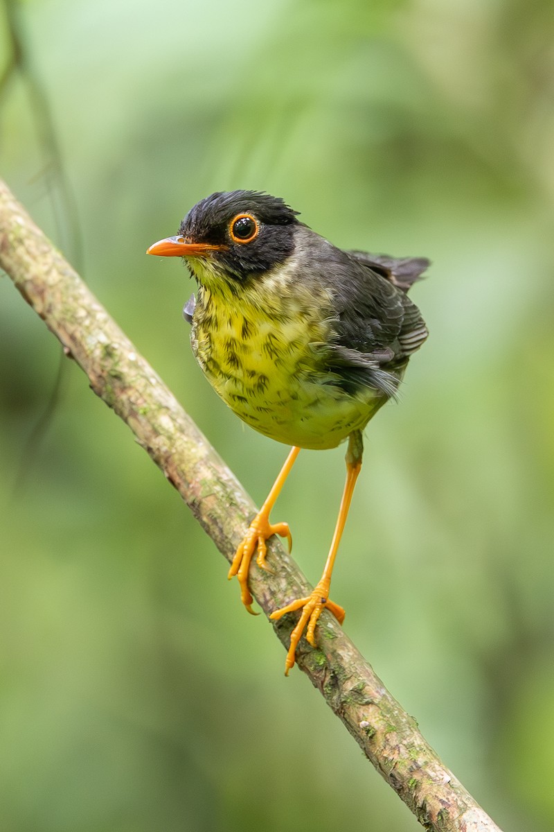 Speckled Nightingale-Thrush - ML636544422