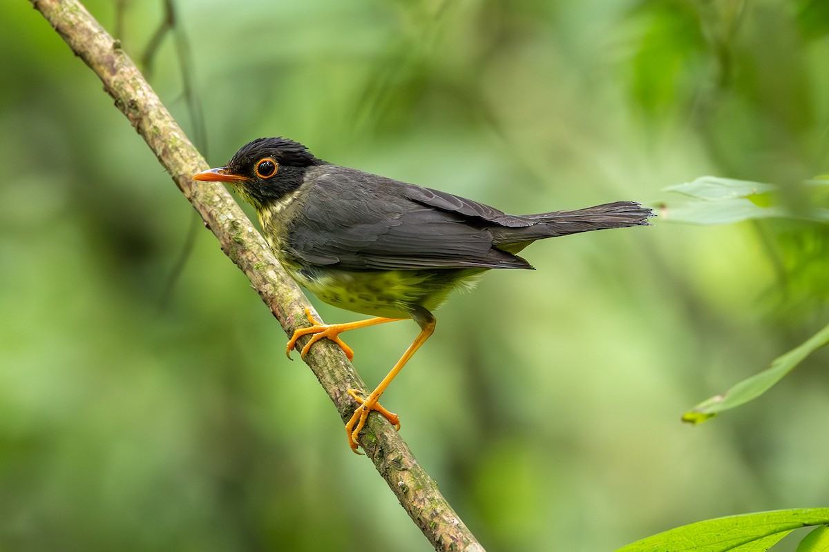 Speckled Nightingale-Thrush - ML636544423