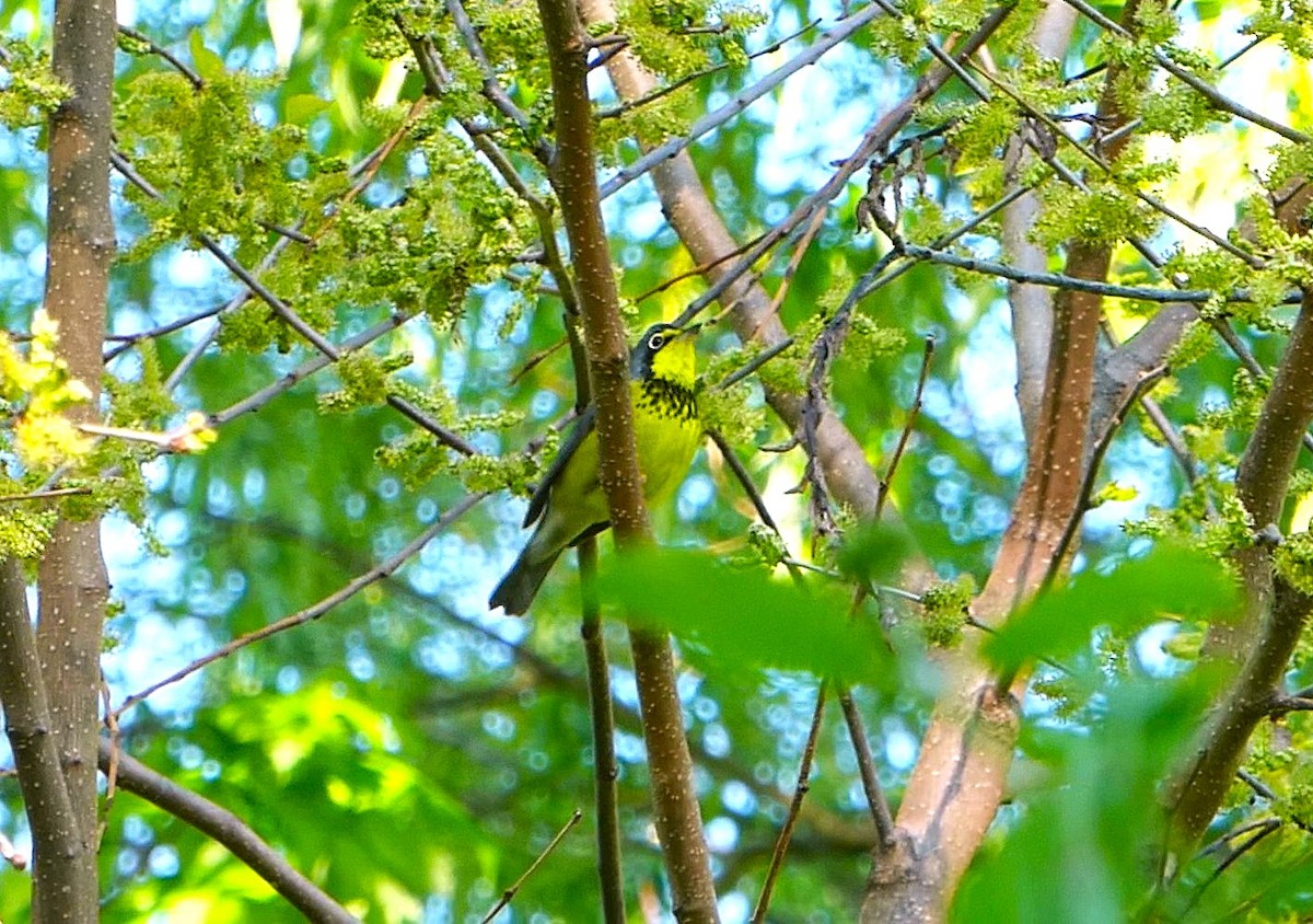 Canada Warbler - ML636544439