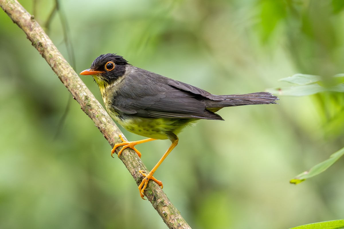 Speckled Nightingale-Thrush - ML636544534
