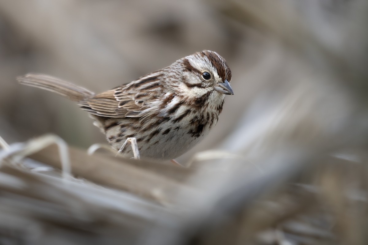 Song Sparrow - ML636544559