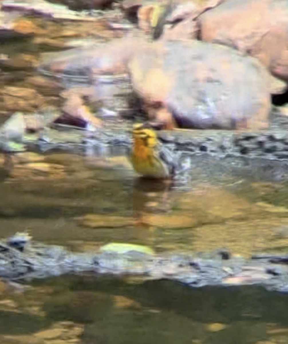 Blackburnian Warbler - ML636544685