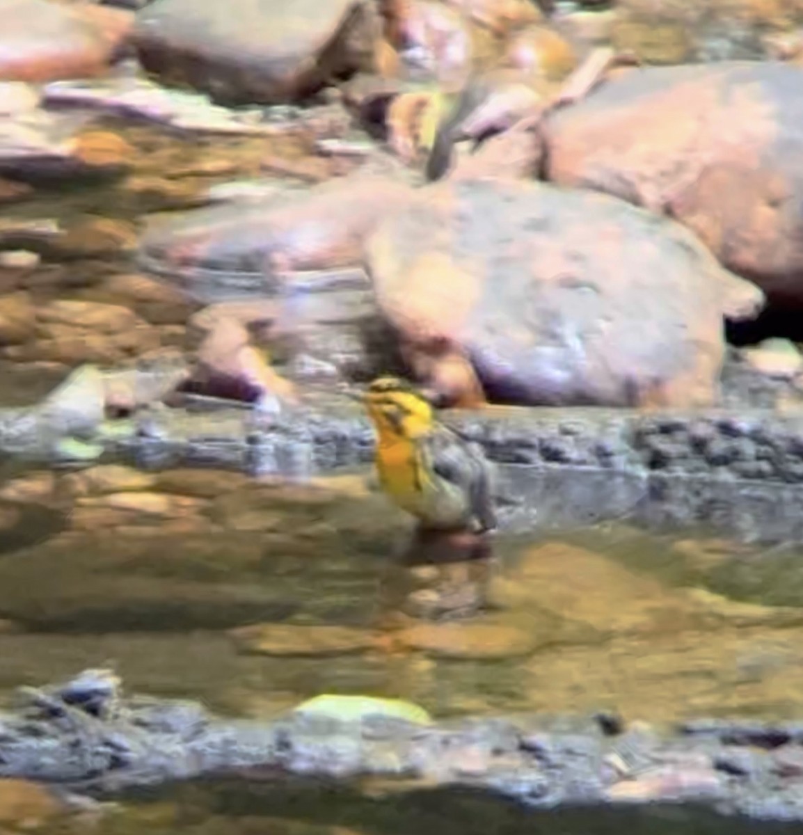 Blackburnian Warbler - ML636544686