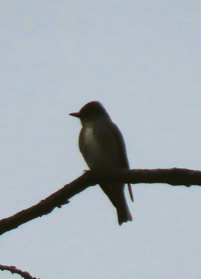 Olive-sided Flycatcher - ML636544762
