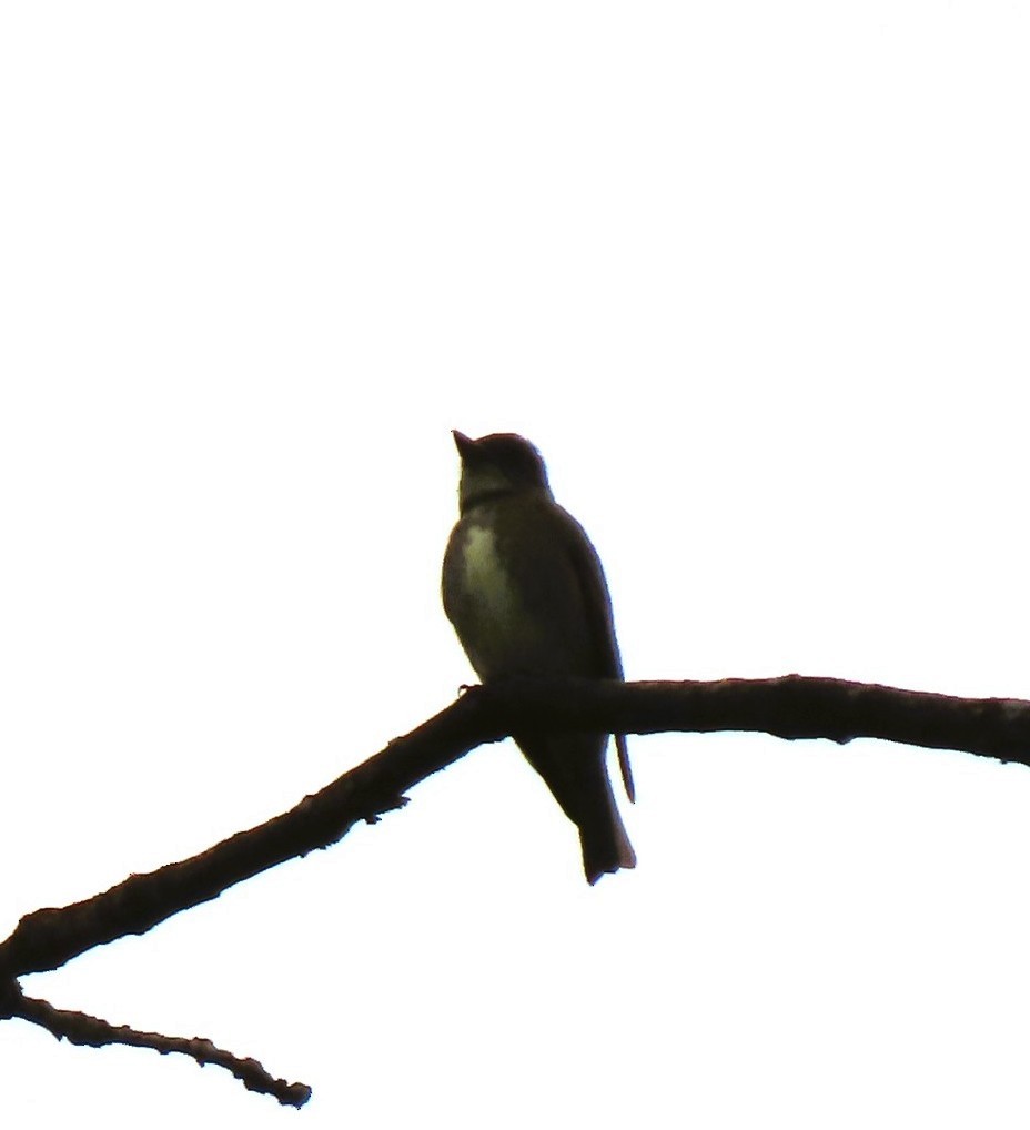 Olive-sided Flycatcher - ML636544768