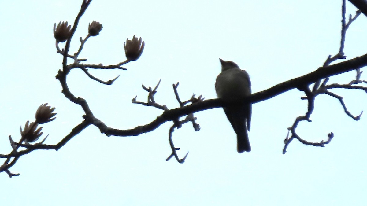 Olive-sided Flycatcher - ML636544770