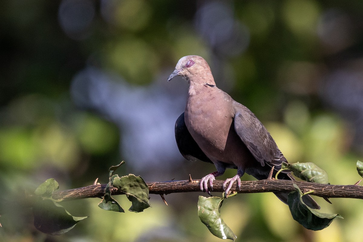 Red-eyed Dove - ML636544773