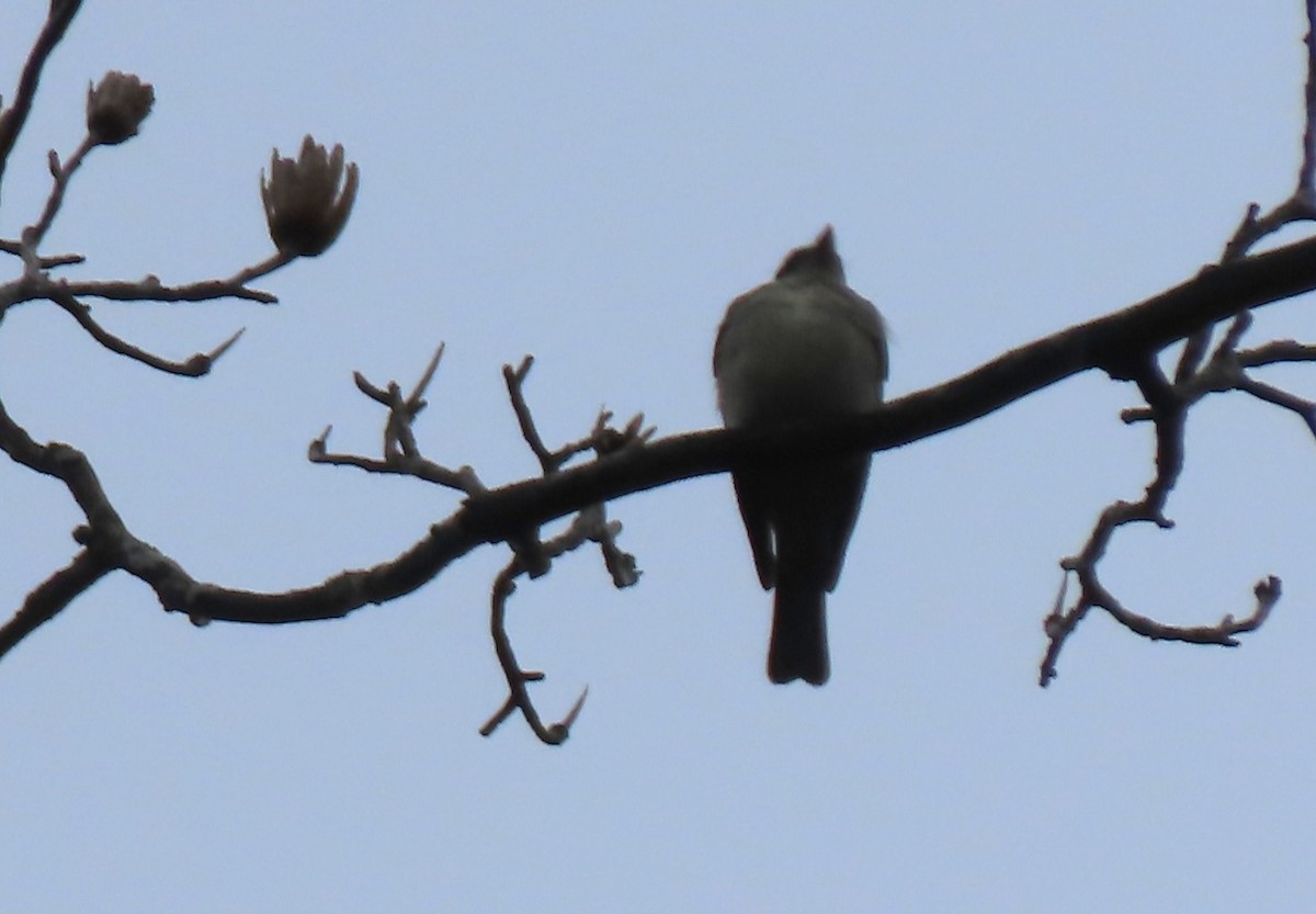 Olive-sided Flycatcher - ML636544775