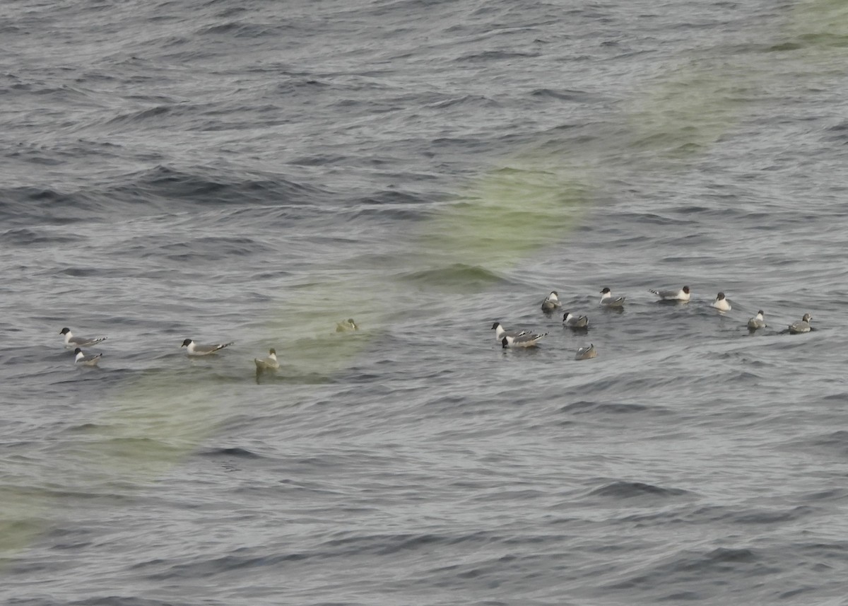 Sabine's Gull - ML636544779