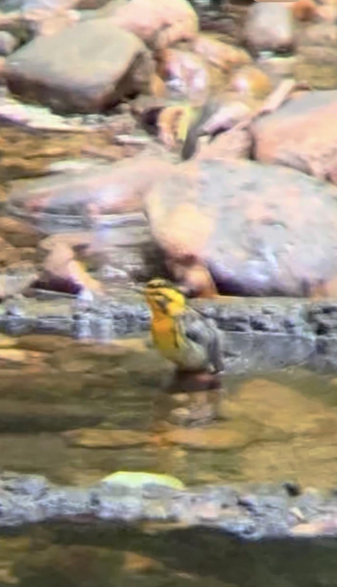 Blackburnian Warbler - ML636544802